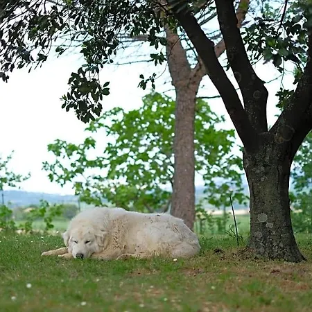 Casa Monteluro - Tavullia