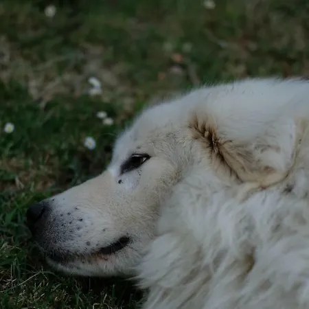 Alojamento de Acomodação e Pequeno-almoço Casa Monteluro -