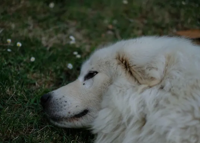 Oda ve Kahvaltı Casa Monteluro -
